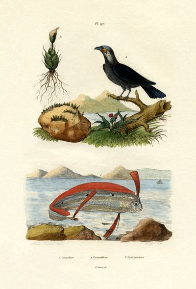 リボンフィッシュ、1833-39 作： French School